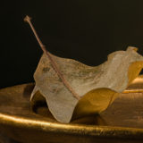 carlostobonfotografo.com-arte-bodegones-hoja-dorada-de-magnolio