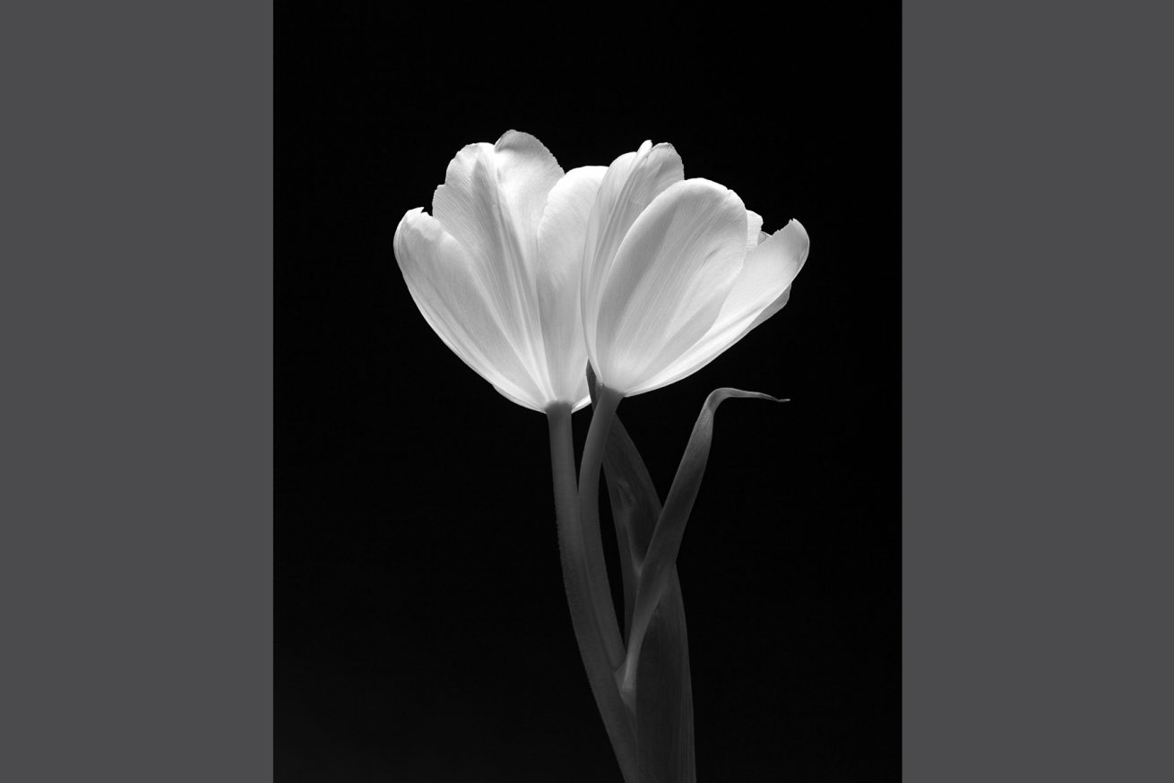 carlostobonfotografo.com-arte-bodegones-tulipanes